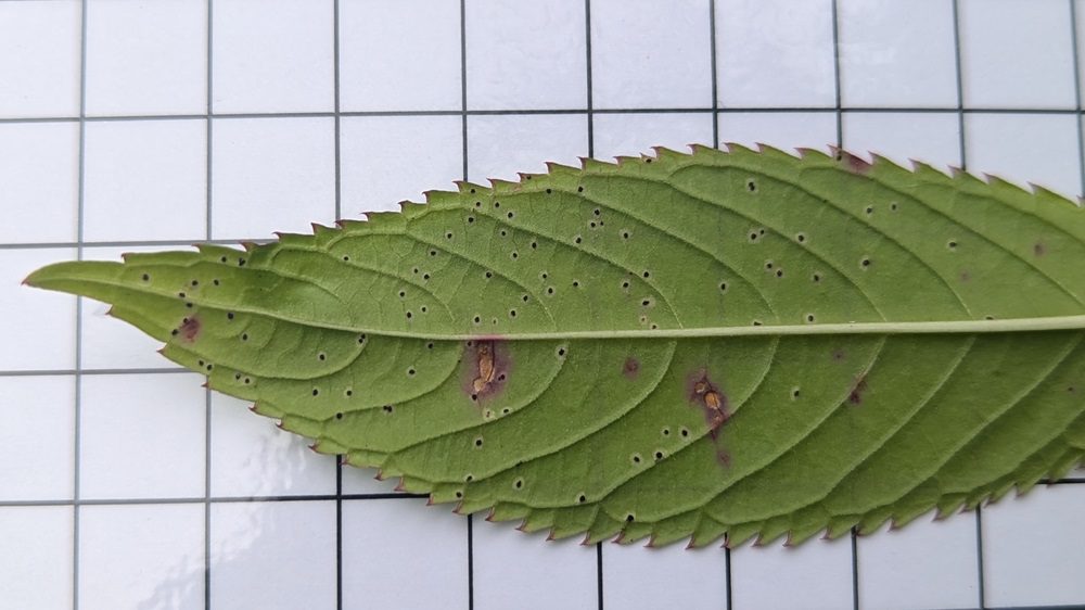 240725 Rust Fungus on Leaf 2,SG, 5+ Years (6)