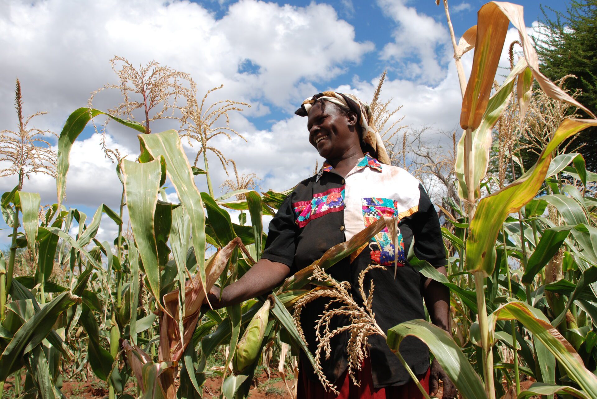 Ruth Kamula, a community-based seed producer in Kiboko, Kenya, planted KDV-1, a drought tolerant (DT) seed maize variety developed with the Kenya Agricultural Research Institute (KARI) as part of CIMMYT's Drought Tolerant Maize for Africa (DTMA) project. "I am trying my hand at DT maize seed production because it will lift me and my family out of poverty. It is our lifeline during this time of drought," she says. (June 2009)

For more about DTMA see: http://dtma.cimmyt.org/.

Photo credit: Anne Wangalachi/CIMMYT.