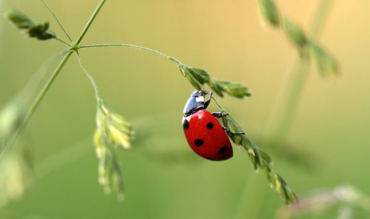 ladybird