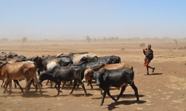 cattle-gff753512e_1280