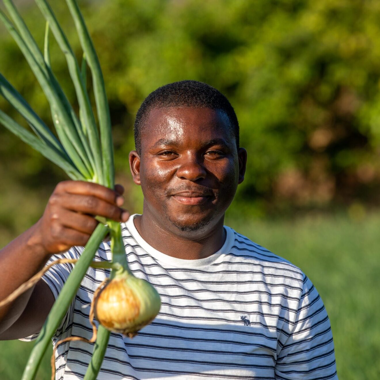 Onion farmers work their crops in Jamaica.