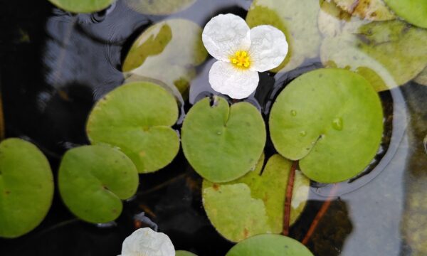 European frogbit