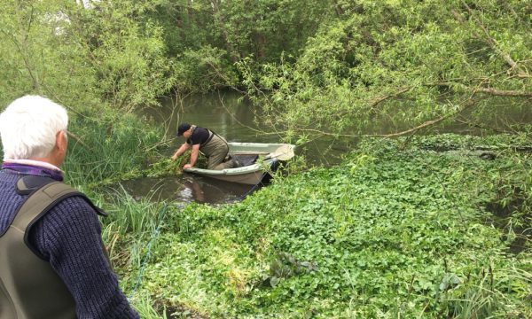 Floating pennywort 1