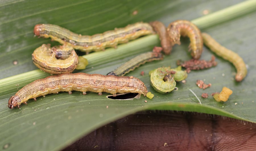 Fall armyworm