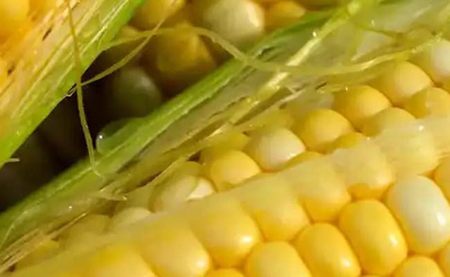 Maize commodity channel