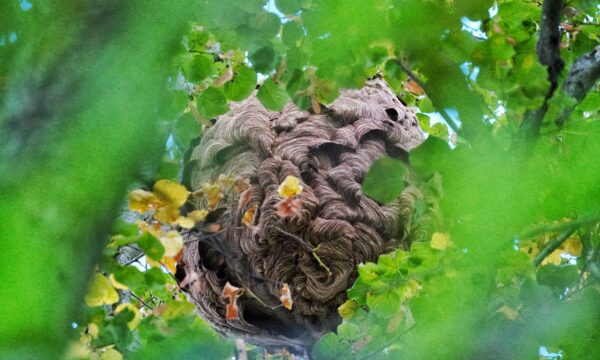 Asian hornet nest. Credit: Daniel Cherix (Lausanne University)