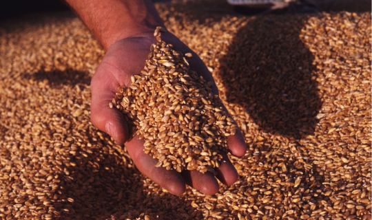 A hand holding lots of seeds