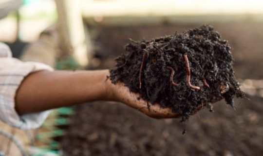 handful of soil with worms
