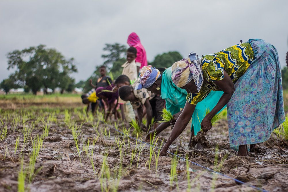 Women farmers in Ghana2 083
