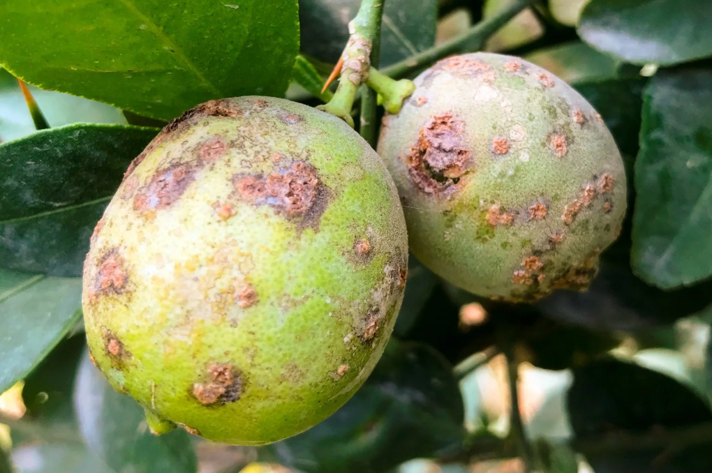Xanthomonas citri pv. citri (Asiatic citrus canker); Field symptoms on Mexican lime fruits. ©Ebrahim Osdaghi, University of Tehran, Iran
